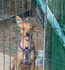 Canela5.png
